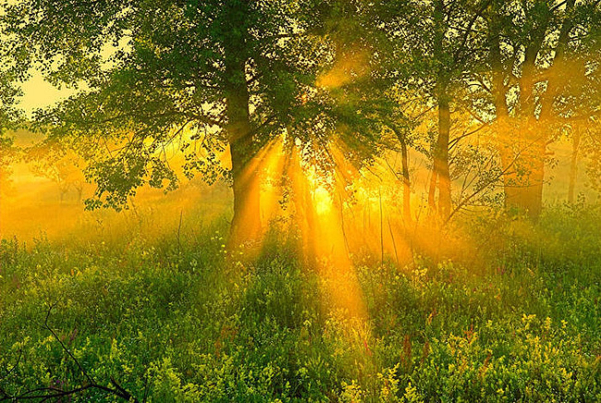 Луч света новый свет. Природа солнце. Утреннее солнце. Лето солнце. Солнечный день.