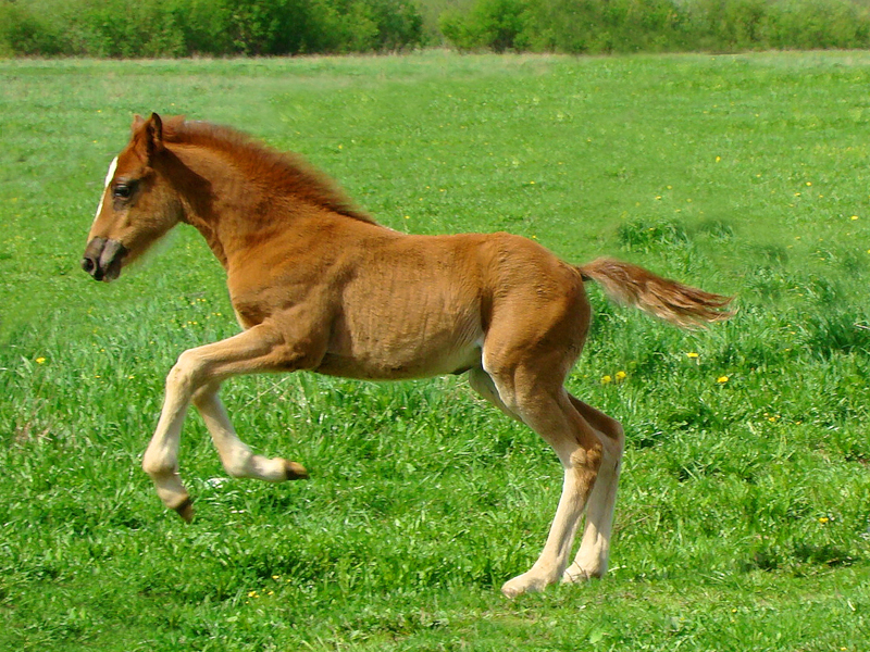 Ускакала лошадка. Молодая лошадь. Красивая молодая лошадь. Молодая кобыла. Самая молодая лошадь.